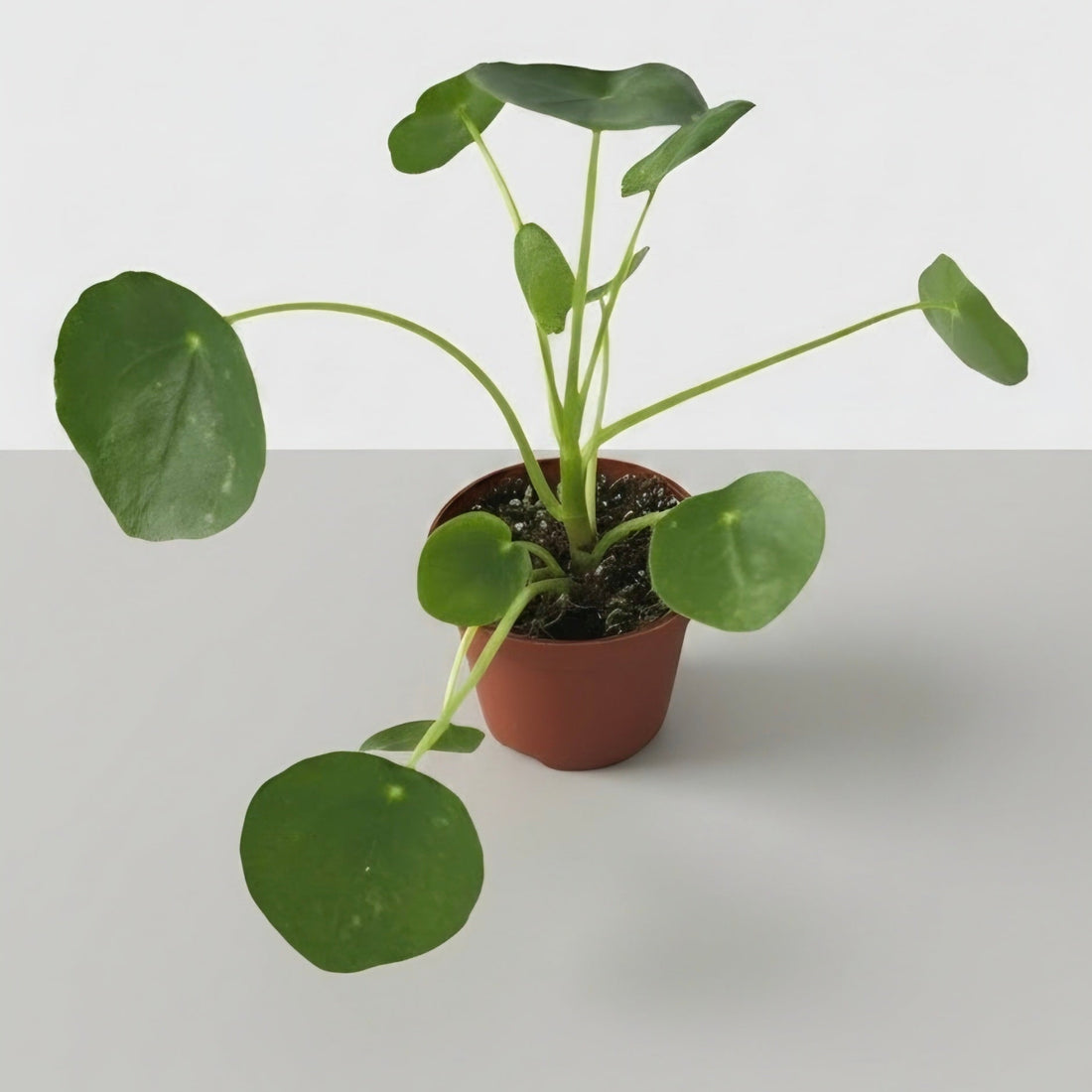 Pilea peperomioides | The Coin Leaf Darling