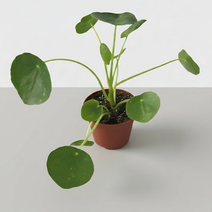 Pilea peperomioides | The Coin Leaf Darling