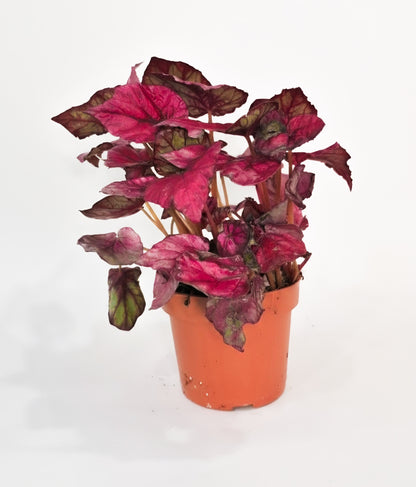Begonia Rex | The Painted Velvet Jewel