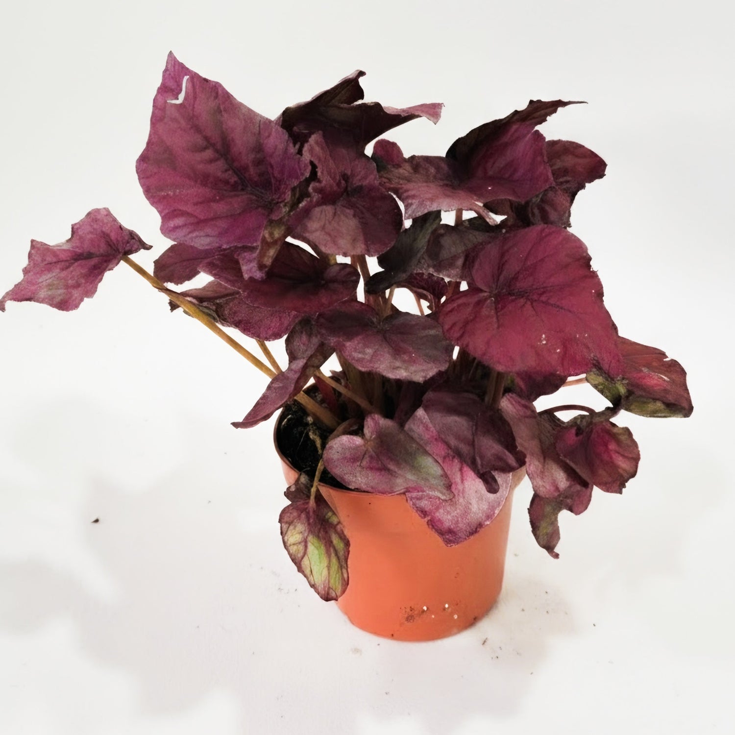 Begonia Rex | The Painted Velvet Jewel