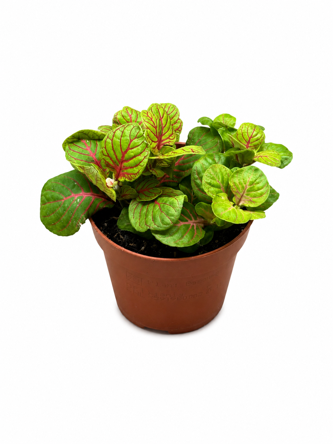 Fittonia Yellow Green Nerve Mosaic Plant Exotic Mini Indoor Plant