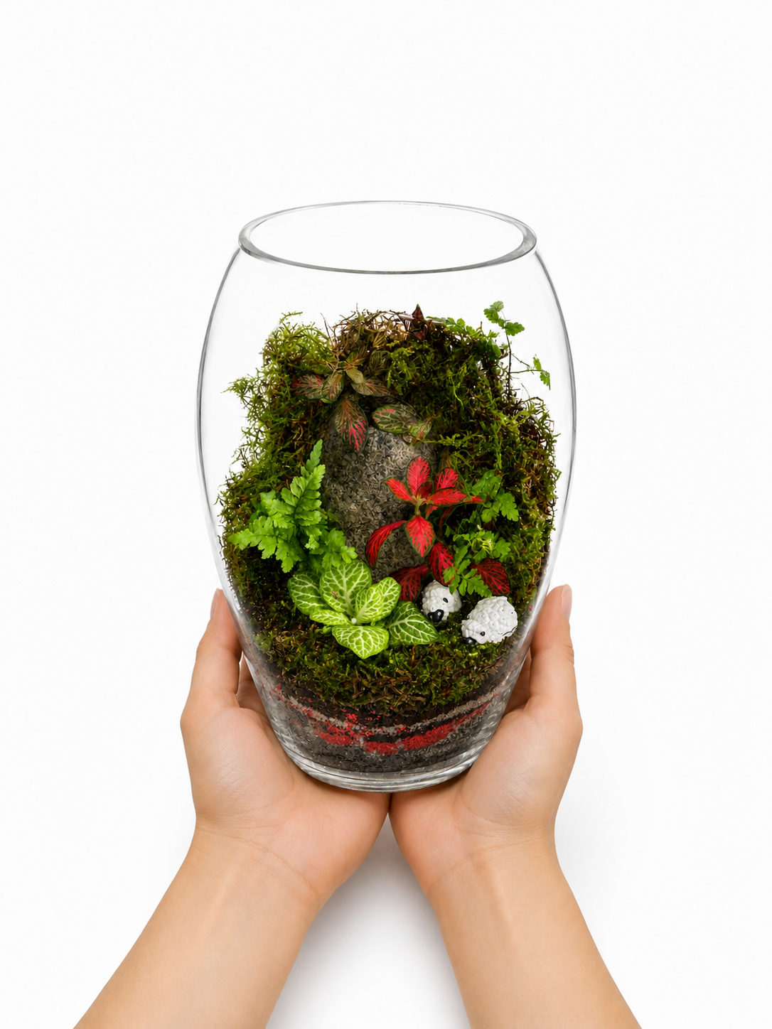 Fern Fittonia Red White Vein Moss Valley Closed Terrarium – Glass Ecosystem 22x15cm
