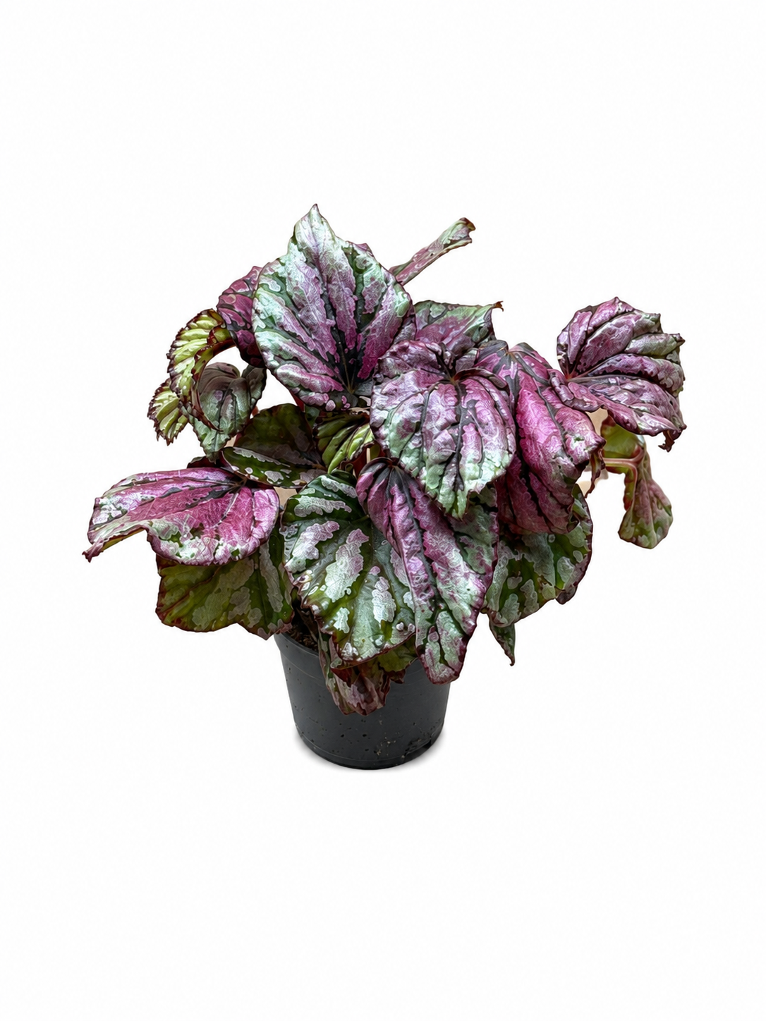 Begonia Rex Pink Silver Live Plant – Vibrant Metallic Foliage Houseplant for Terrariums