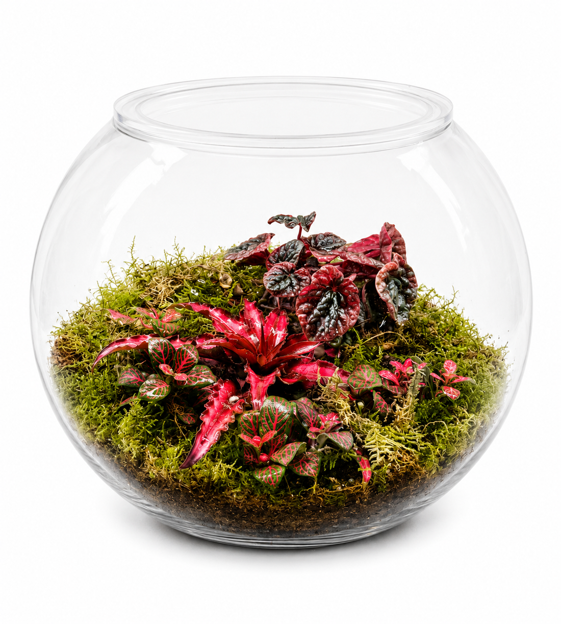 Crimson Bloom Closed Terrarium - Mini Ecosystem