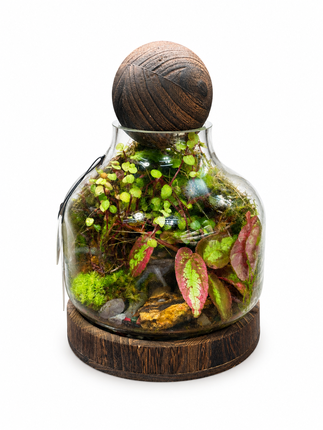 Rex Begonia Jewel Closed Terrarium – Miniature Tropical Ecosystem in Glass 28x18cm