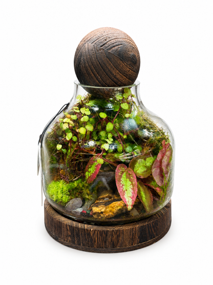 Rex Begonia Jewel Closed Terrarium – Miniature Tropical Ecosystem in Glass 28x18cm