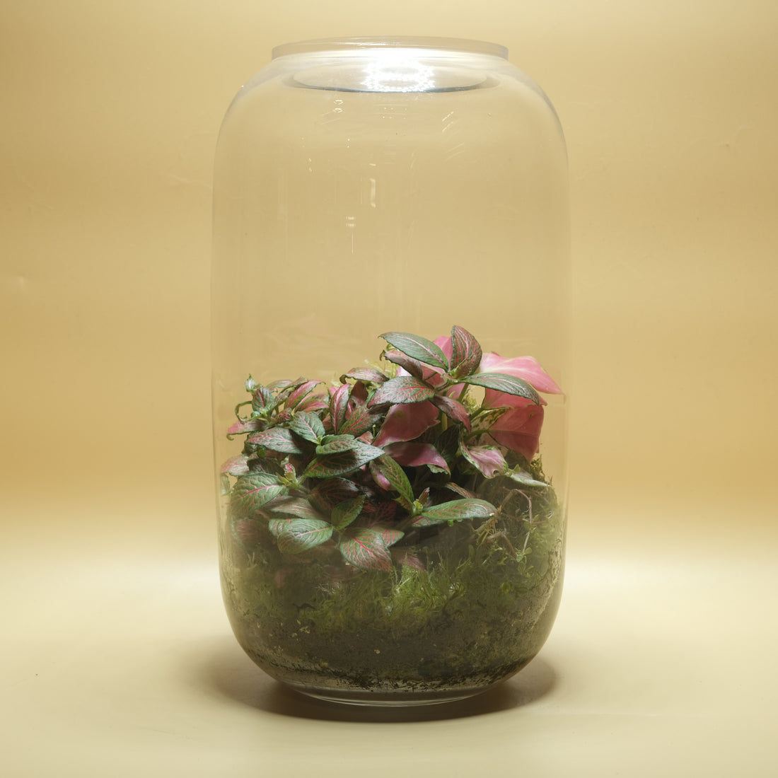 Flashy Red Terrarium