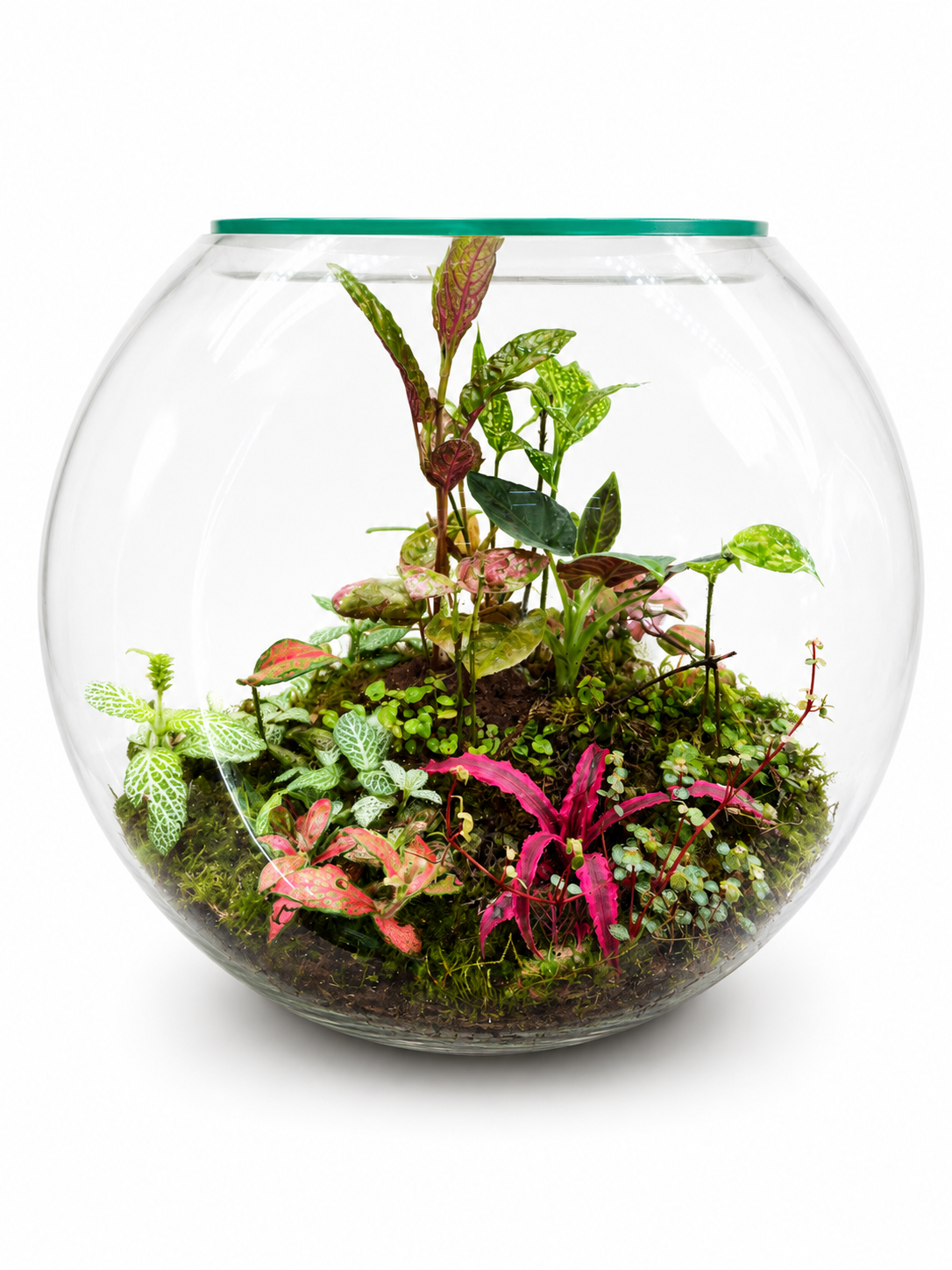 Red Cryptanthus Earth Star Closed Terrarium – Tropical Glass Ecosystem Garden 35x40cm
