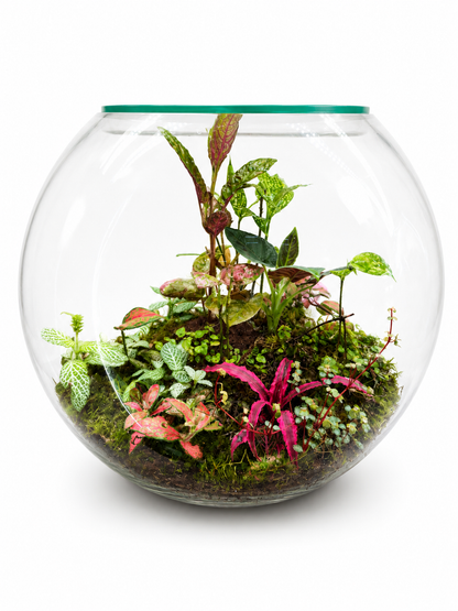 Red Cryptanthus Earth Star Closed Terrarium – Tropical Glass Ecosystem Garden 35x40cm