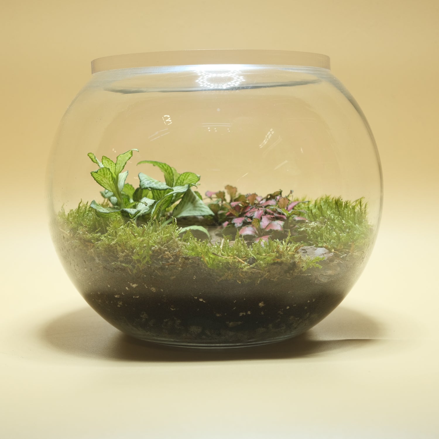 Picnic Bubble Terrarium