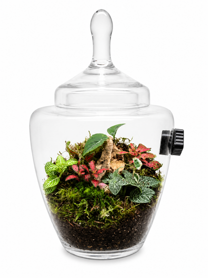 Fittonia Jewel Closed Terrarium - Mini Ecosystem 30x20cm