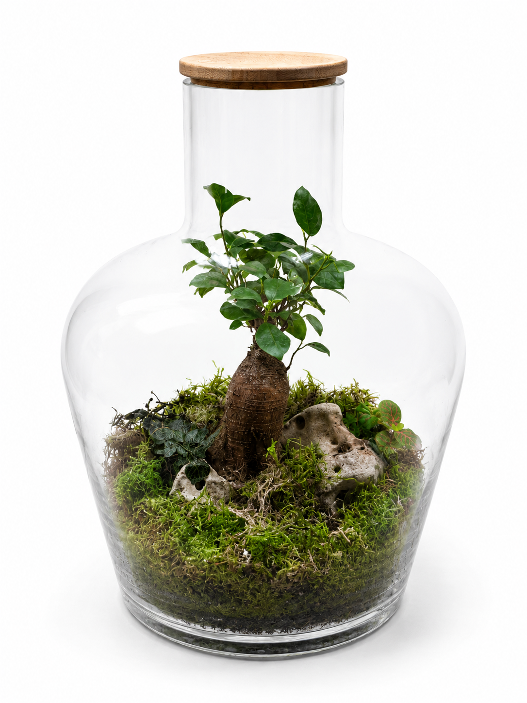 Ficus Ginseng Closed Terrarium – Minimalist Moss Landscape Mini Ecosystem