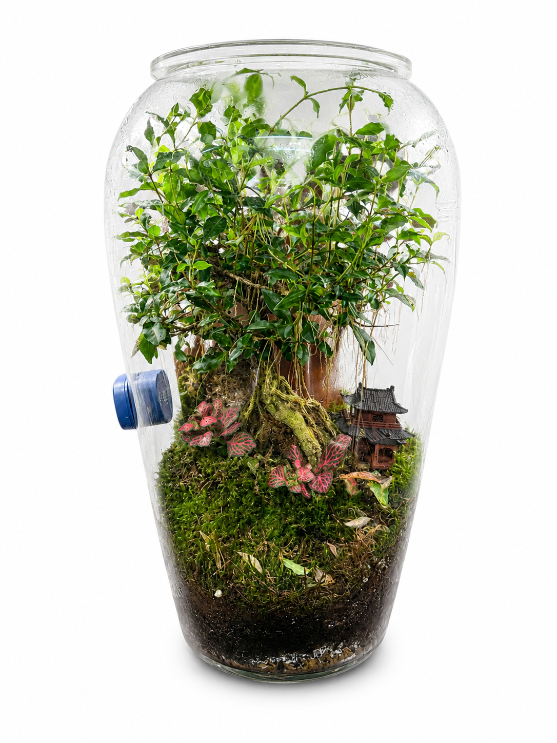 Ficus Microcarpa Bonsai Closed Terrarium – Miniature Forest Ecosystem in Glass 40x25cm