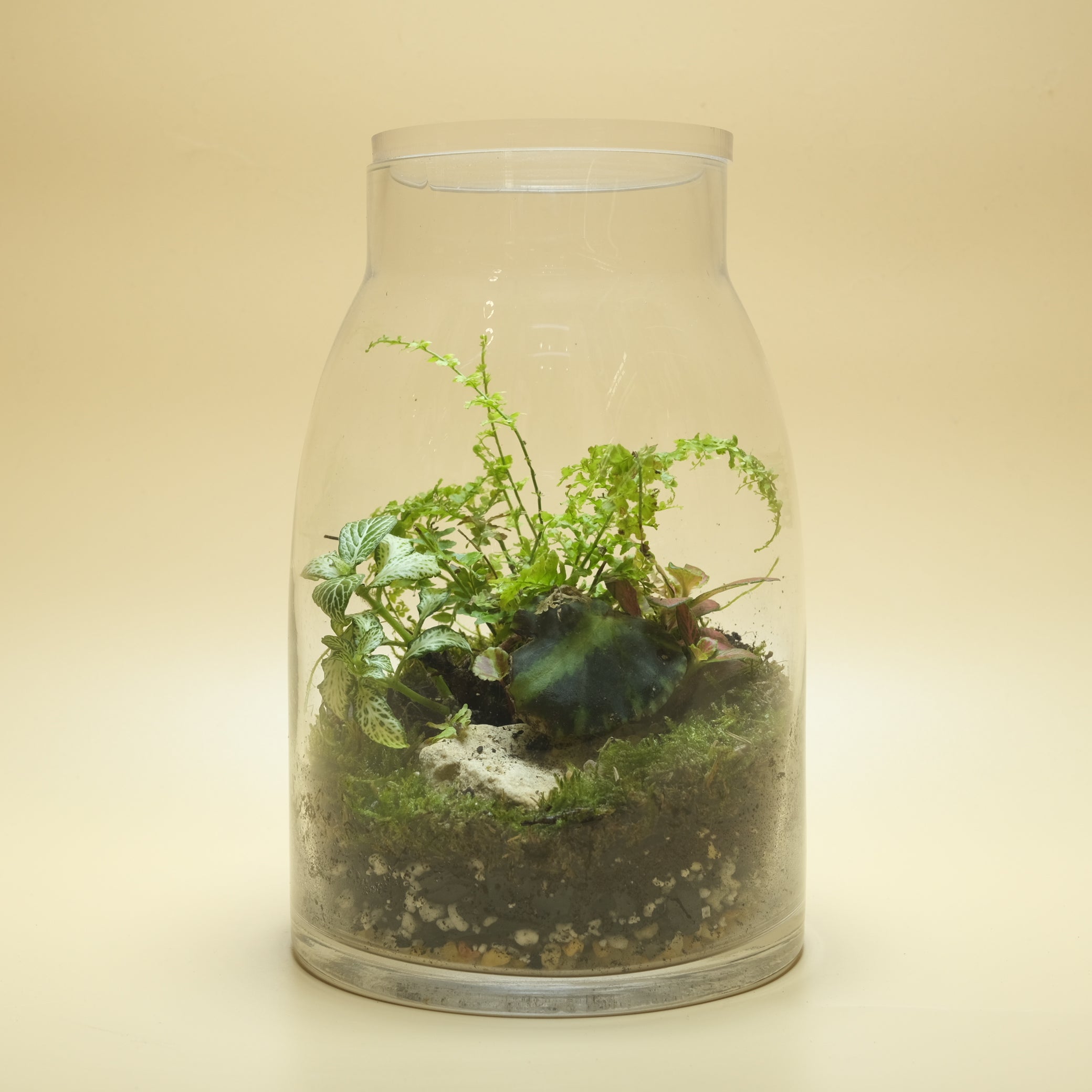 Pretty Green Mess Terrarium