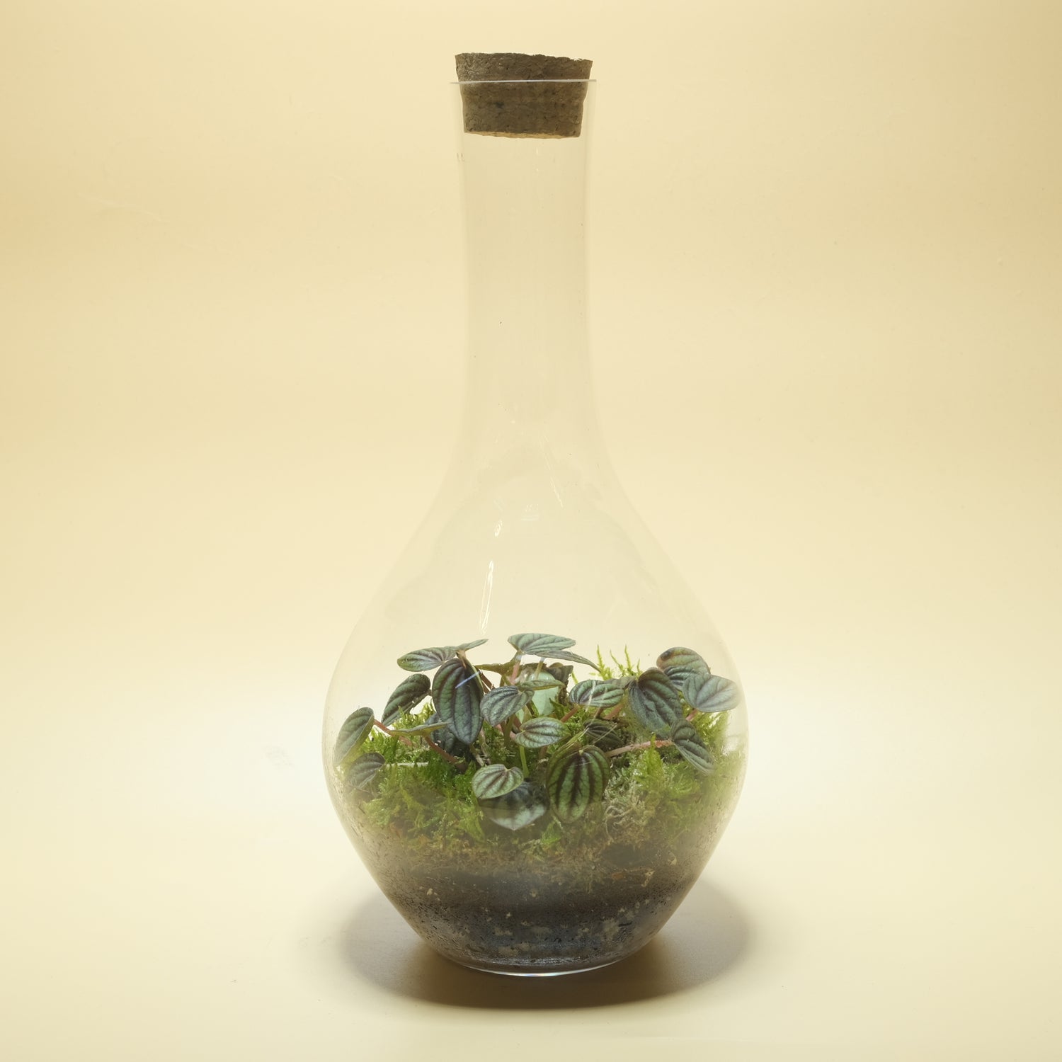 Green Heart Terrarium