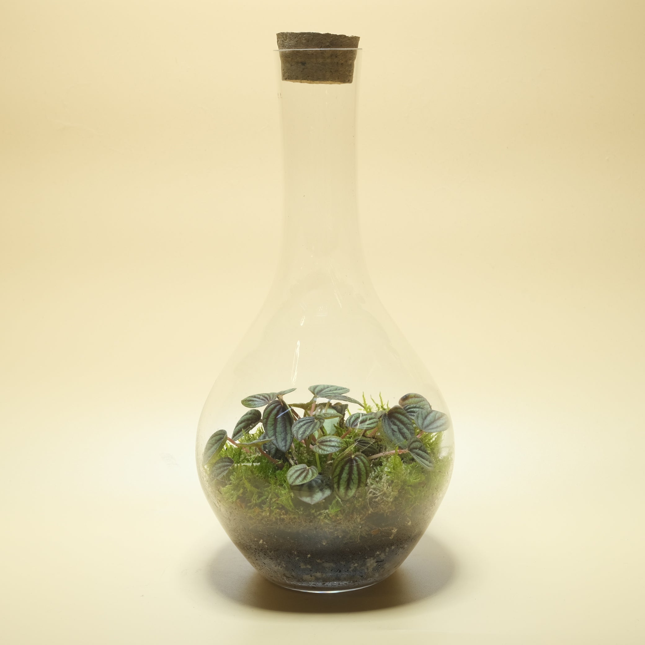 Green Heart Terrarium