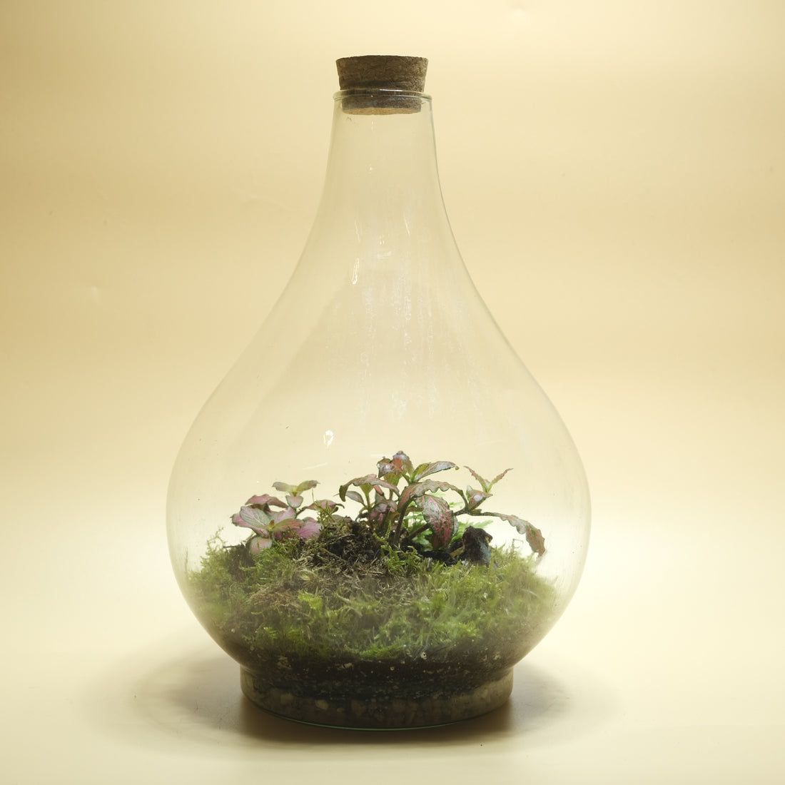 Charm Red Terrarium