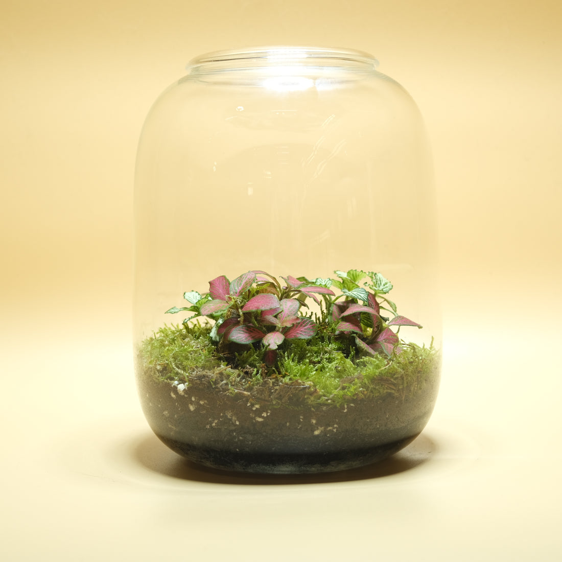 Twinkling Rainbow Terrarium