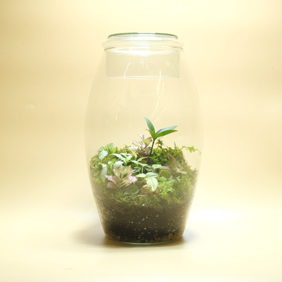 Unique Terrarium