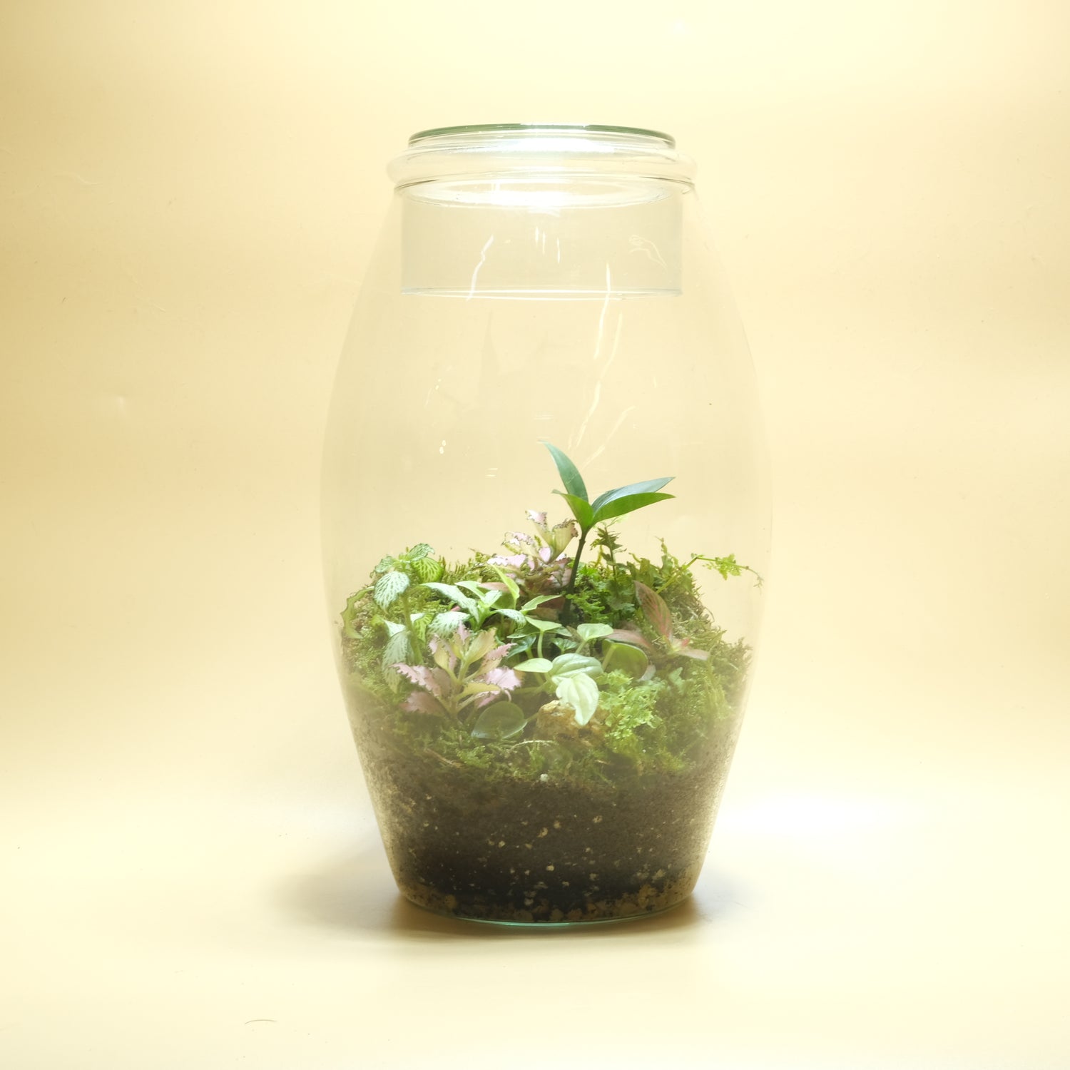 Unique Terrarium