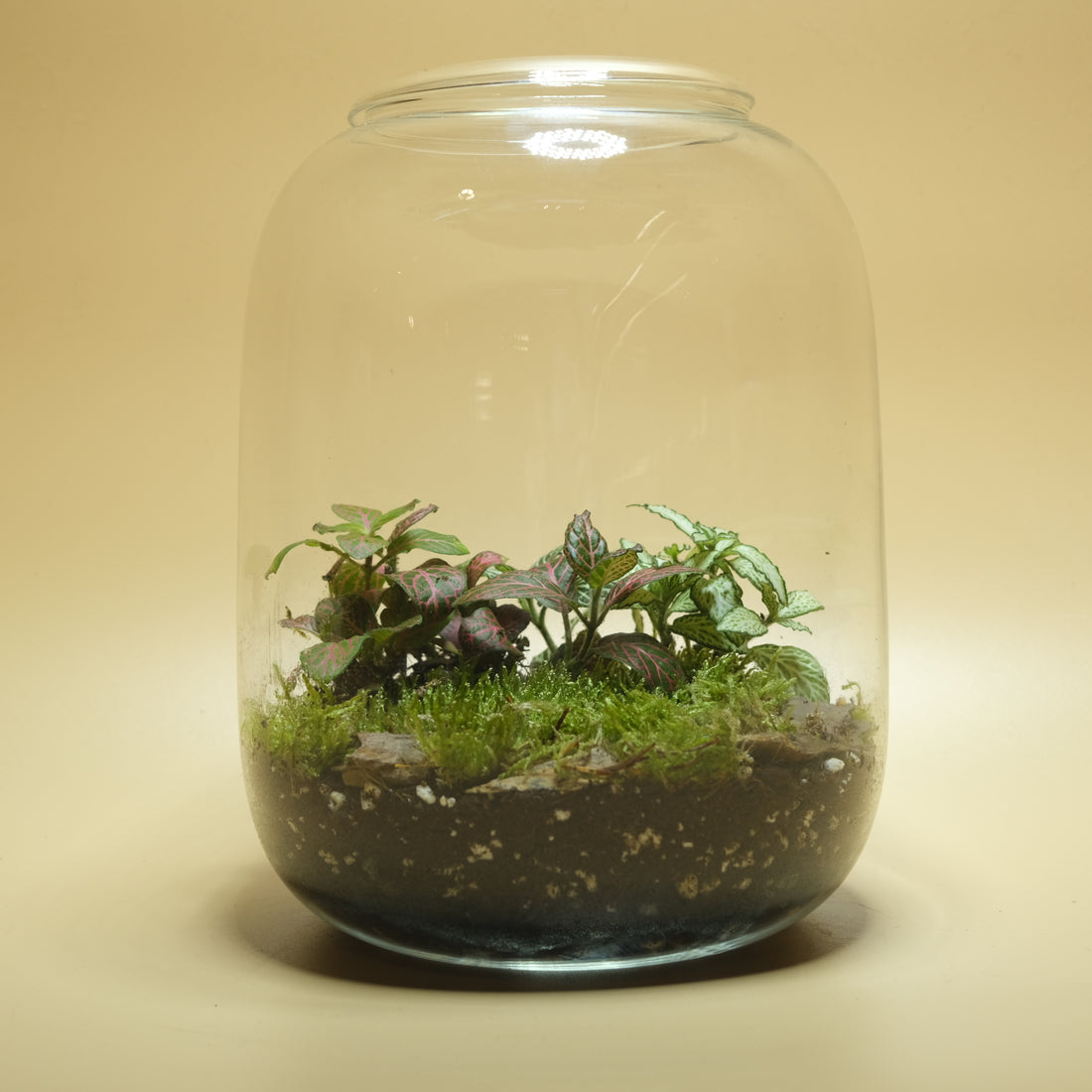 Evergreen Garden Terrarium