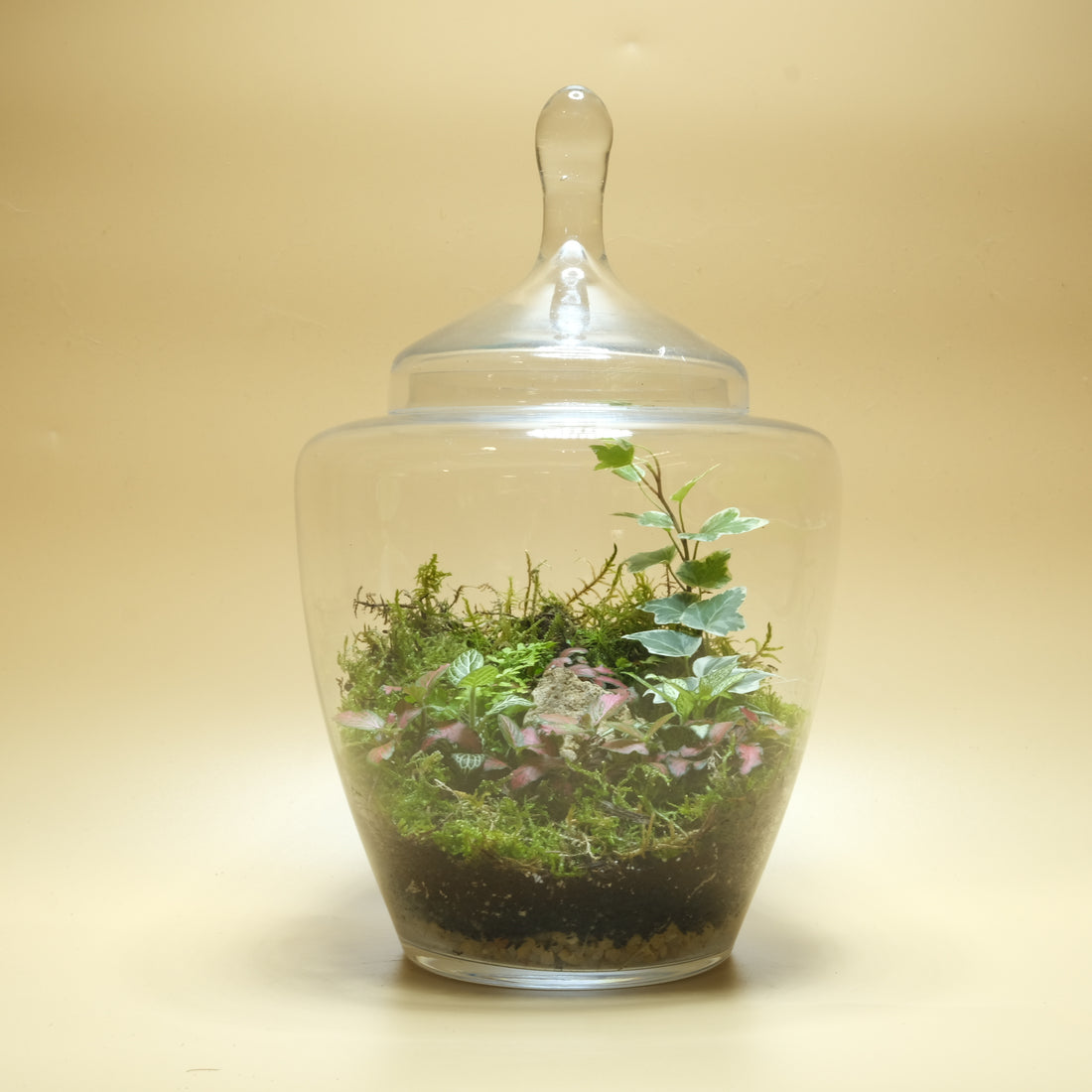 Fascinating Chaos Terrarium