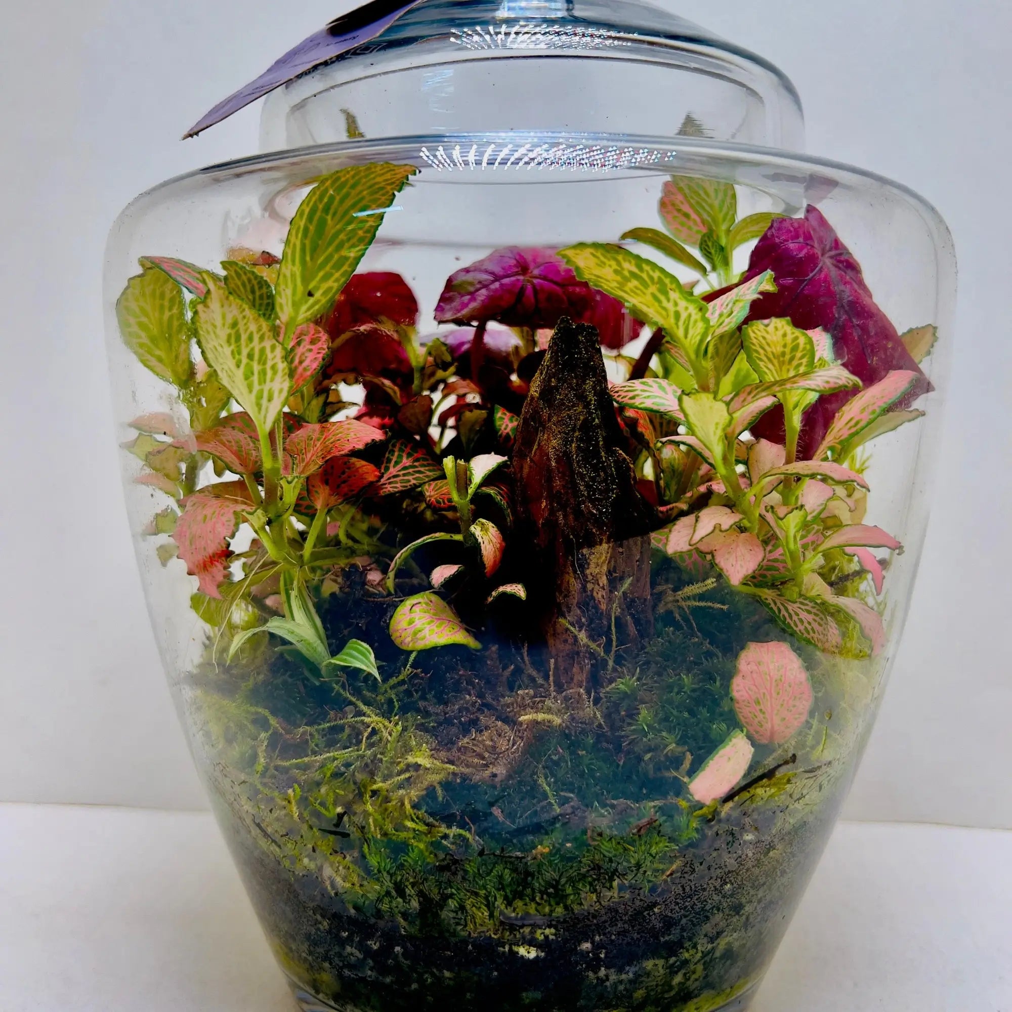 2 Years Fettonia and Peperomia Terrarium Gift Shop