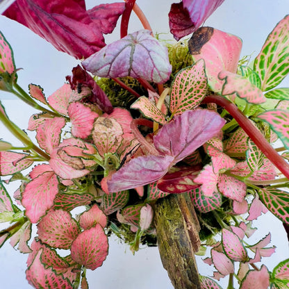 2 Years Fettonia and Peperomia Terrarium Online Shop in UAE