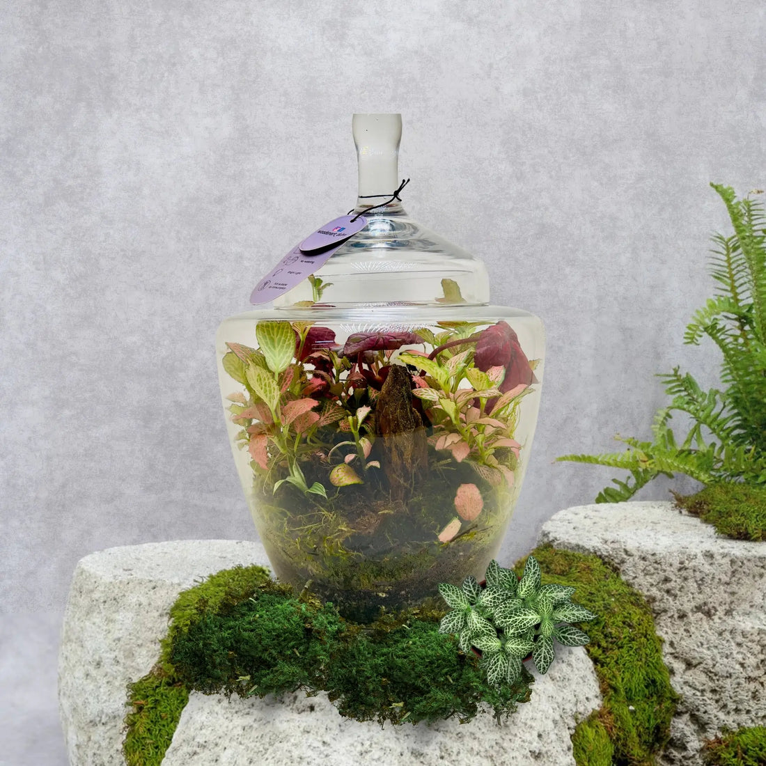 2 Years Fettonia and Peperomia Terrarium in Dubai