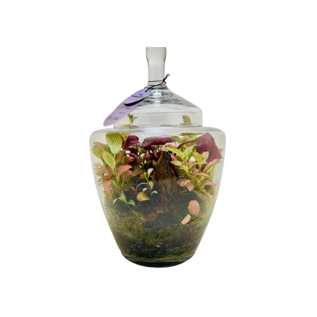 2 Years Fettonia and Peperomia Terrarium in UAE