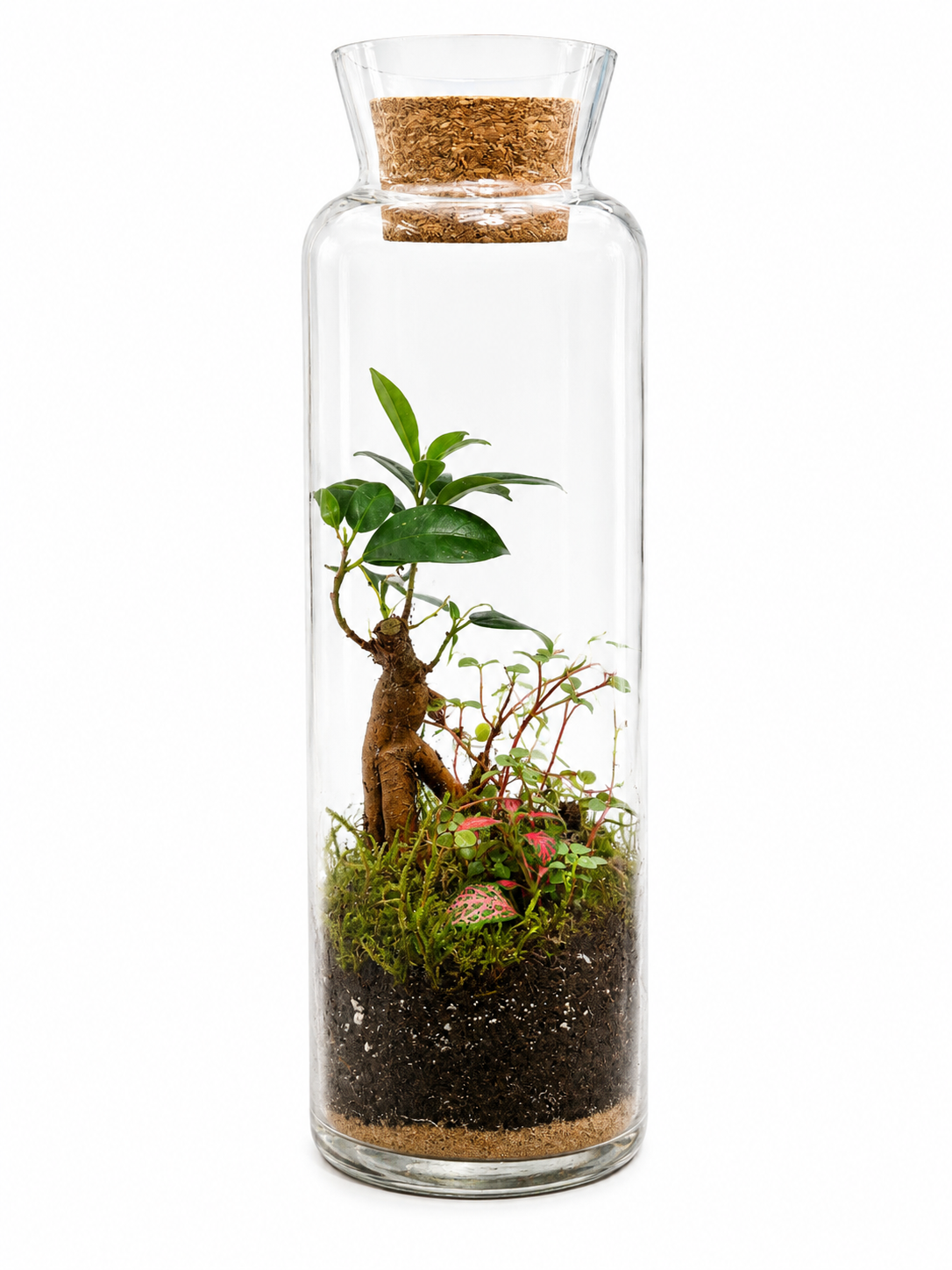 Ficus Ginseng Bonsai &amp; Fittonia Terrarium in Tall Glass Vase – Live Mini Forest Ecosystem