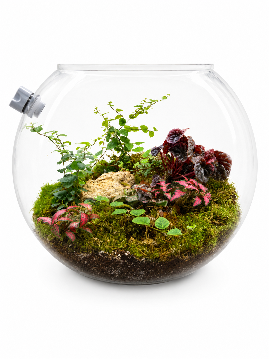 Variegated Ficus Pumila Fittonia Closed Terrarium – Living Moss Garden in Glass 30x35cm