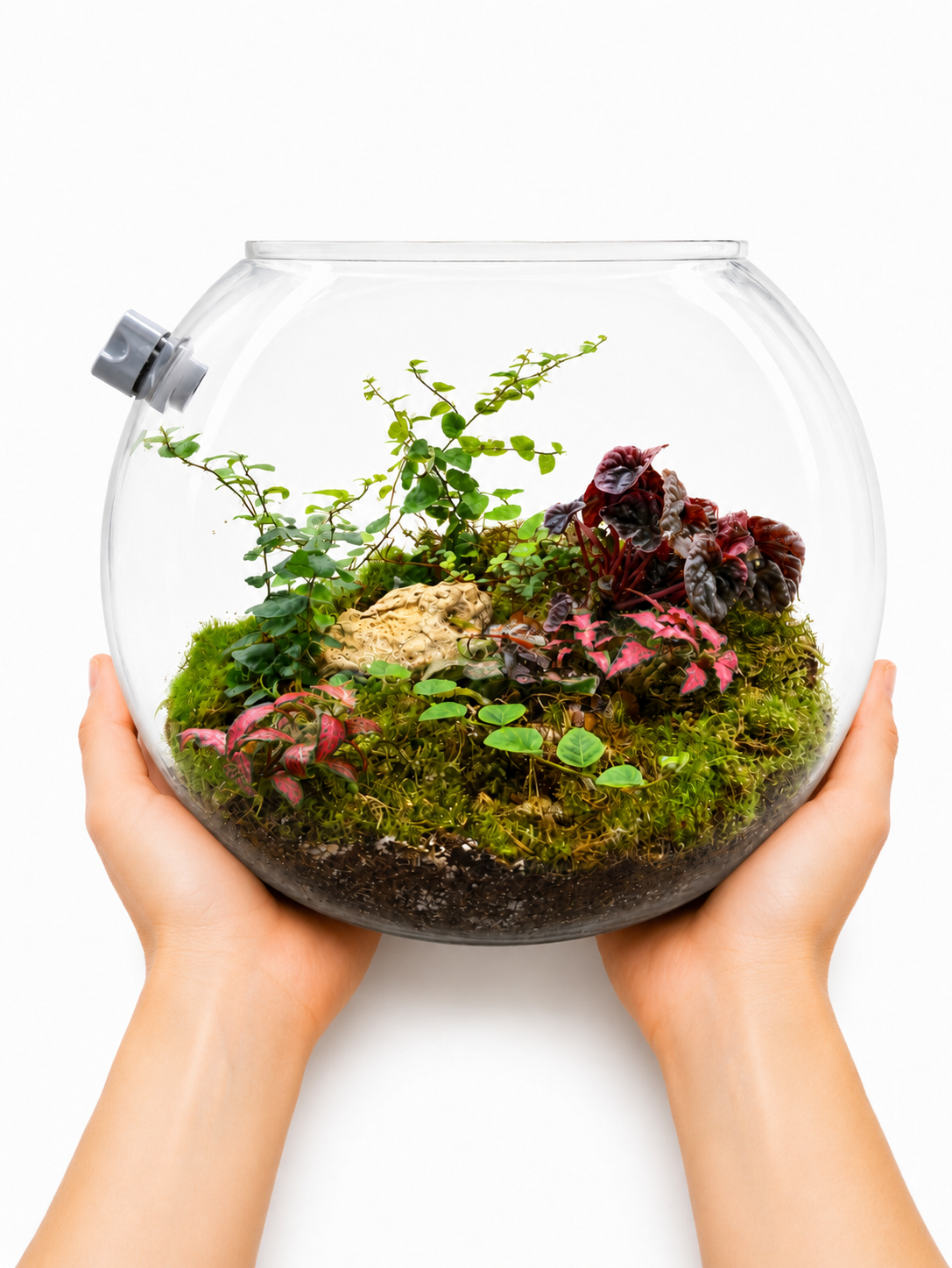 Variegated Ficus Pumila Fittonia Closed Terrarium – Living Moss Garden in Glass 30x35cm