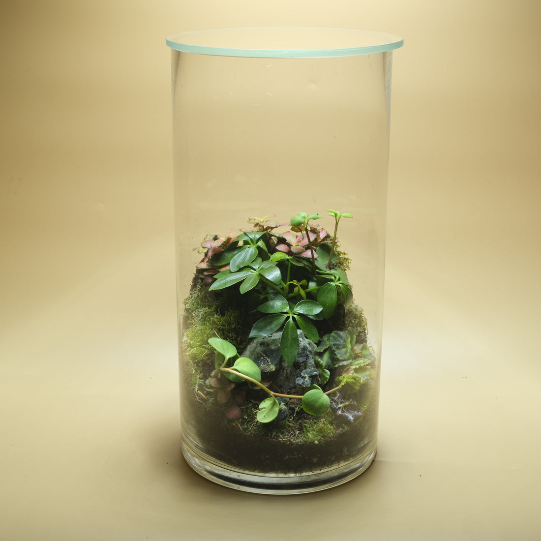 Vital Green &amp; Red Sparkling Terrarium