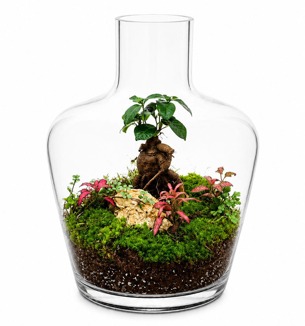 Ginseng Grove Bonsai Closed Terrarium - Mini Ecosystem 35x30cm