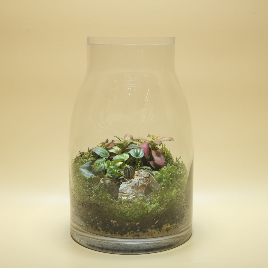 Magical Contrast Terrarium