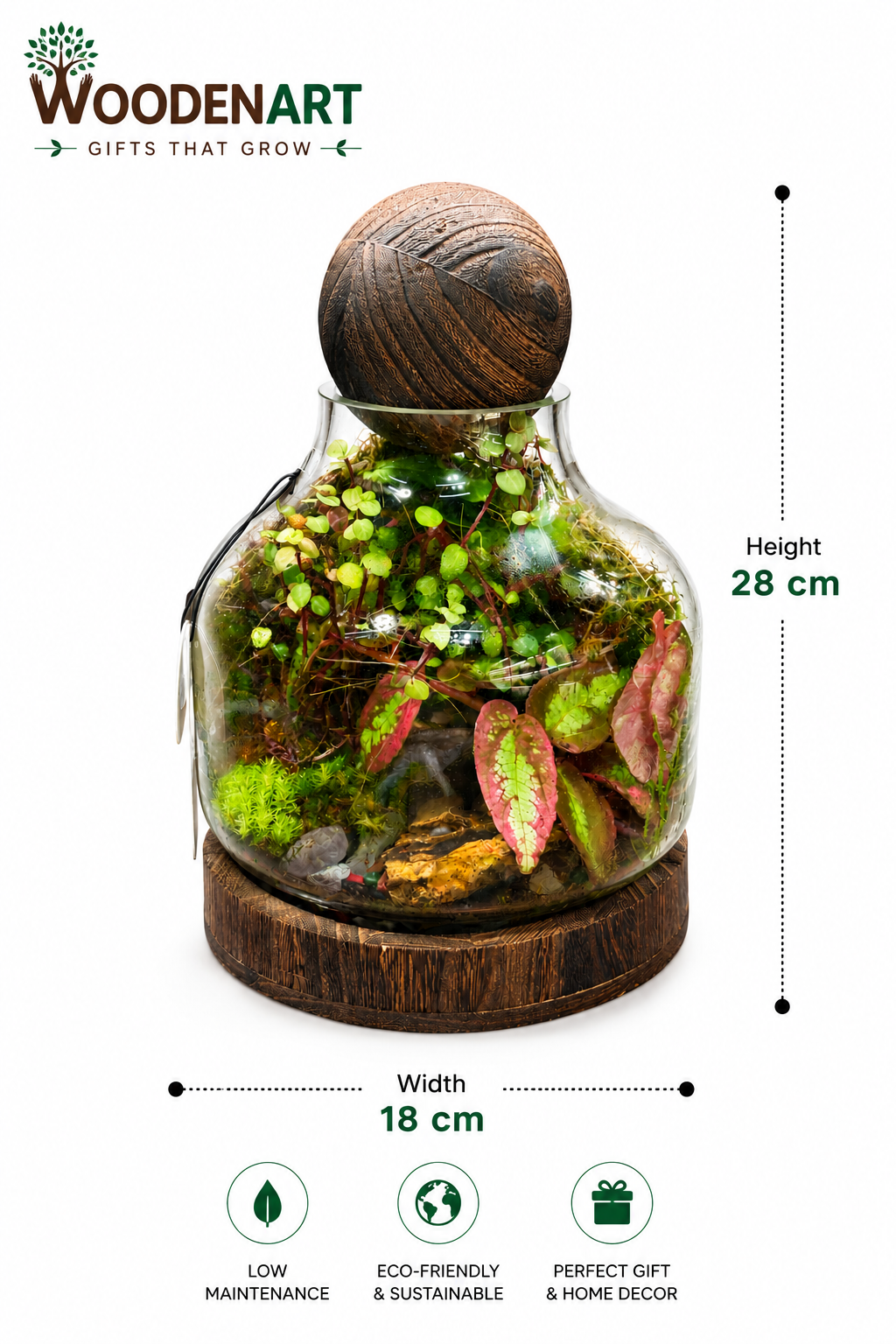 Rex Begonia Jewel Closed Terrarium – Miniature Tropical Ecosystem in Glass 28x18cm