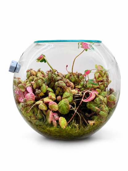 Pink Variegated Episcia Closed Terrarium – Rare Tropical Flame Violet Ecosystem 35x40cm