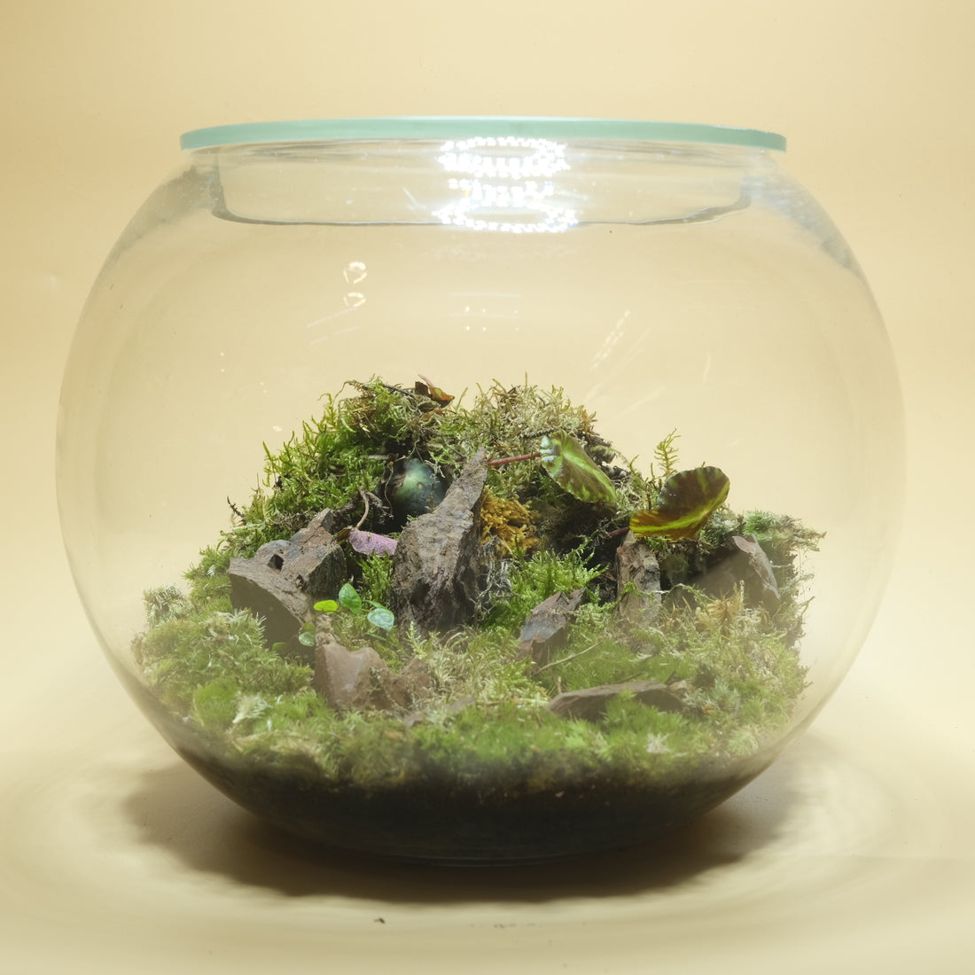 Various Balance Terrarium