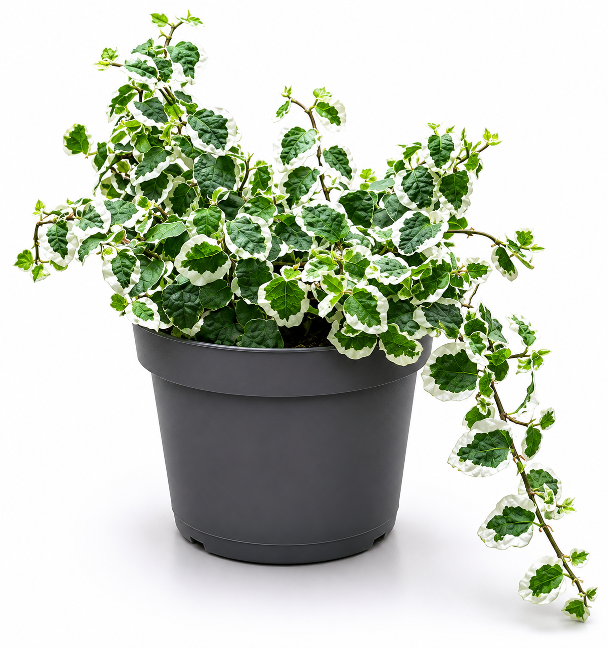 Variegated Creeping Fig (Ficus pumila Variegata) – Trailing Indoor Vine for Terrariums &amp; Hanging Pots