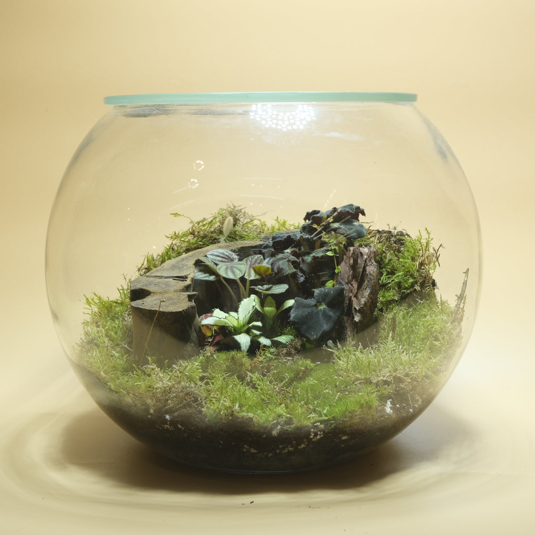 Refreshing Spot Terrarium