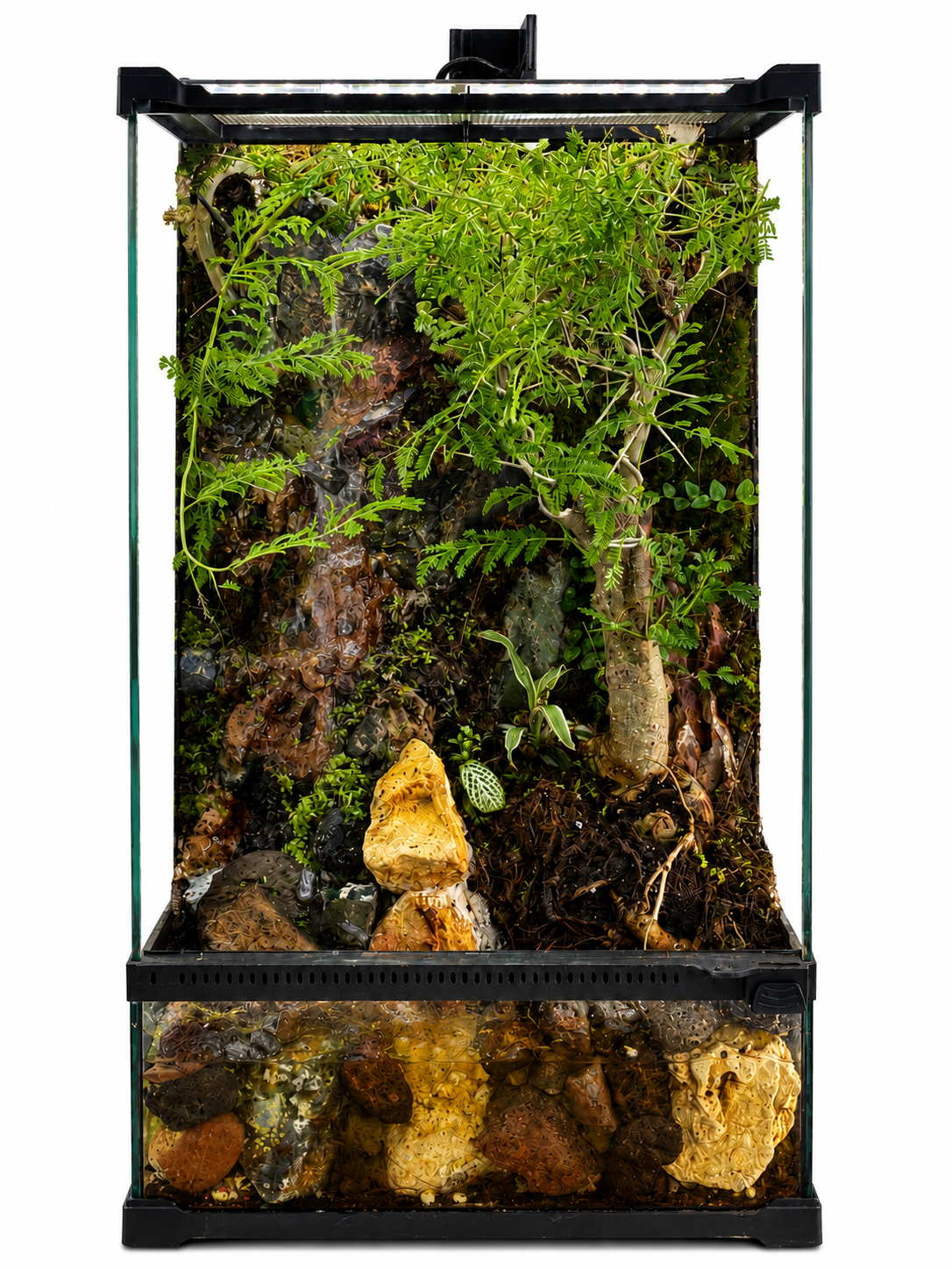 Bursera Bonsai Vertical Paludarium – Living Waterfall Rainforest Display 50x30cm