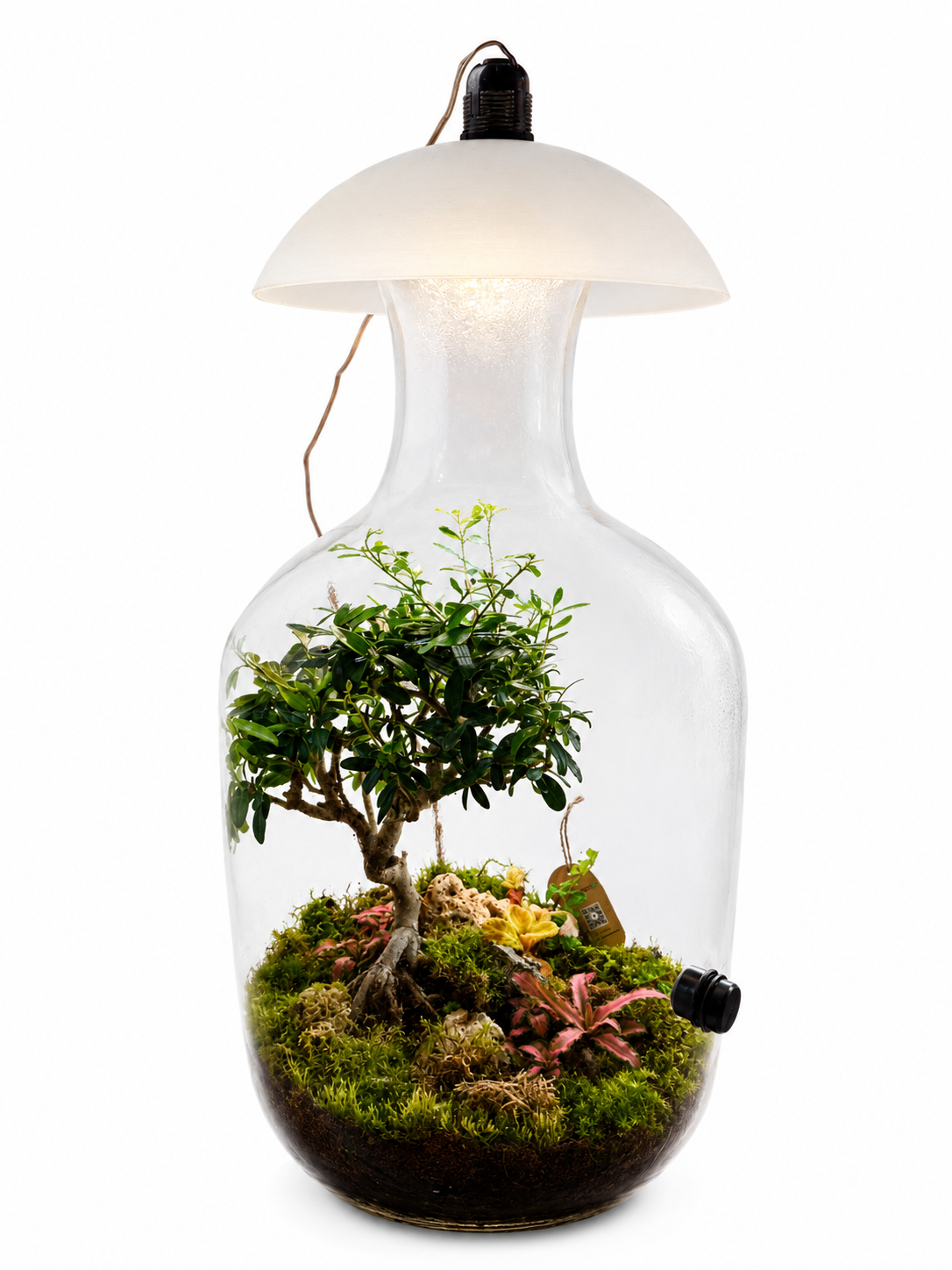 Ficus Microcarpa Bonsai Terrarium Lamp – Living Moss Garden in Glass