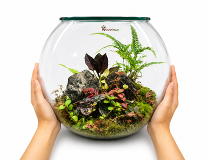 Alocasia Velvet Closed Terrarium – Tropical Jewel Garden in Glass 35x40cm