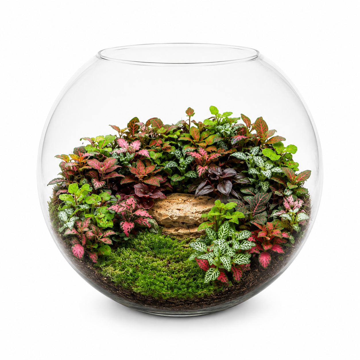Beauty of Fittonia Forest Closed Terrarium – Large Glass Moss Garden Mini Ecosystem