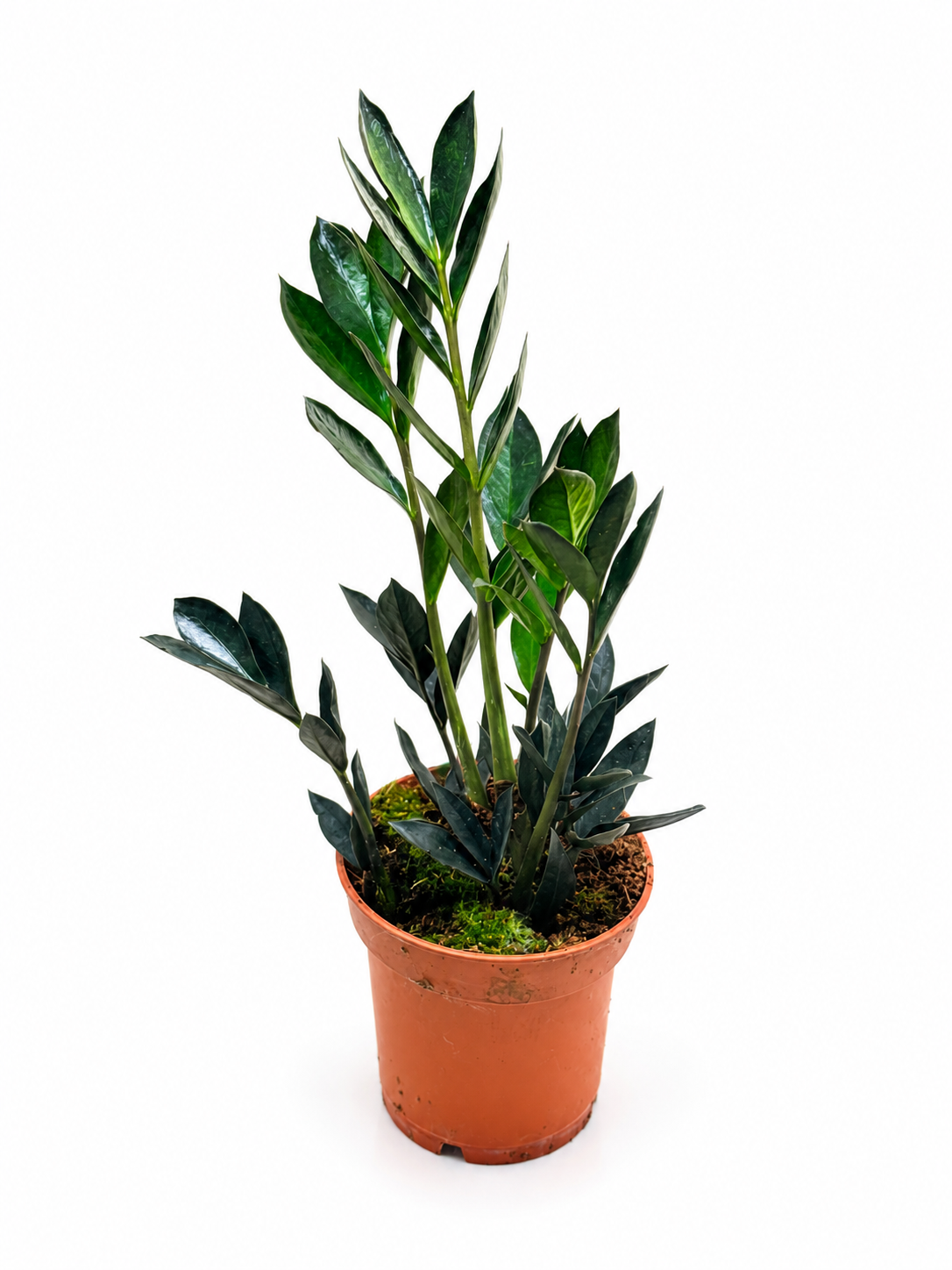 ZZ Raven Plant (Zamioculcas zamiifolia ‘Raven’) – Rare Dark Foliage Indoor Plant