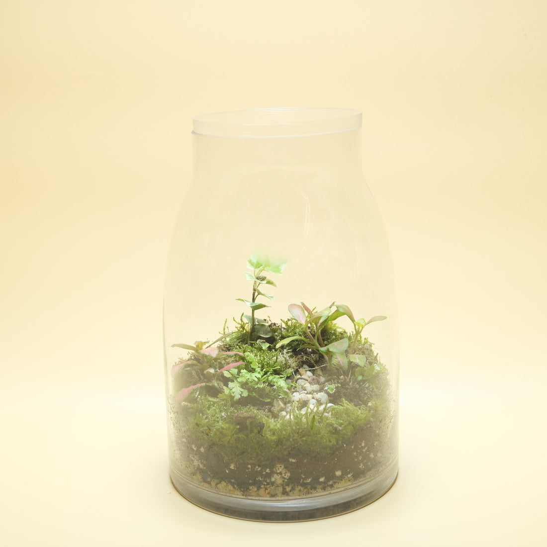 Fading Touch Terrarium