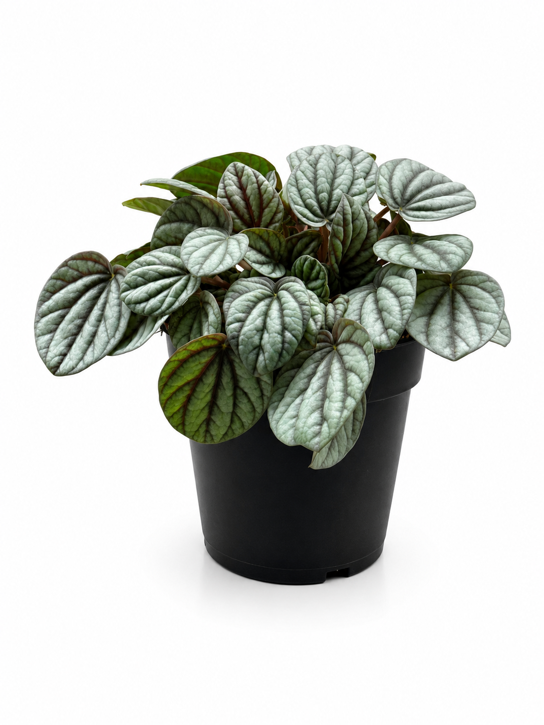 Big Watermelon Peperomia (Peperomia argyreia) – Decorative Indoor &amp; Terrarium Plant