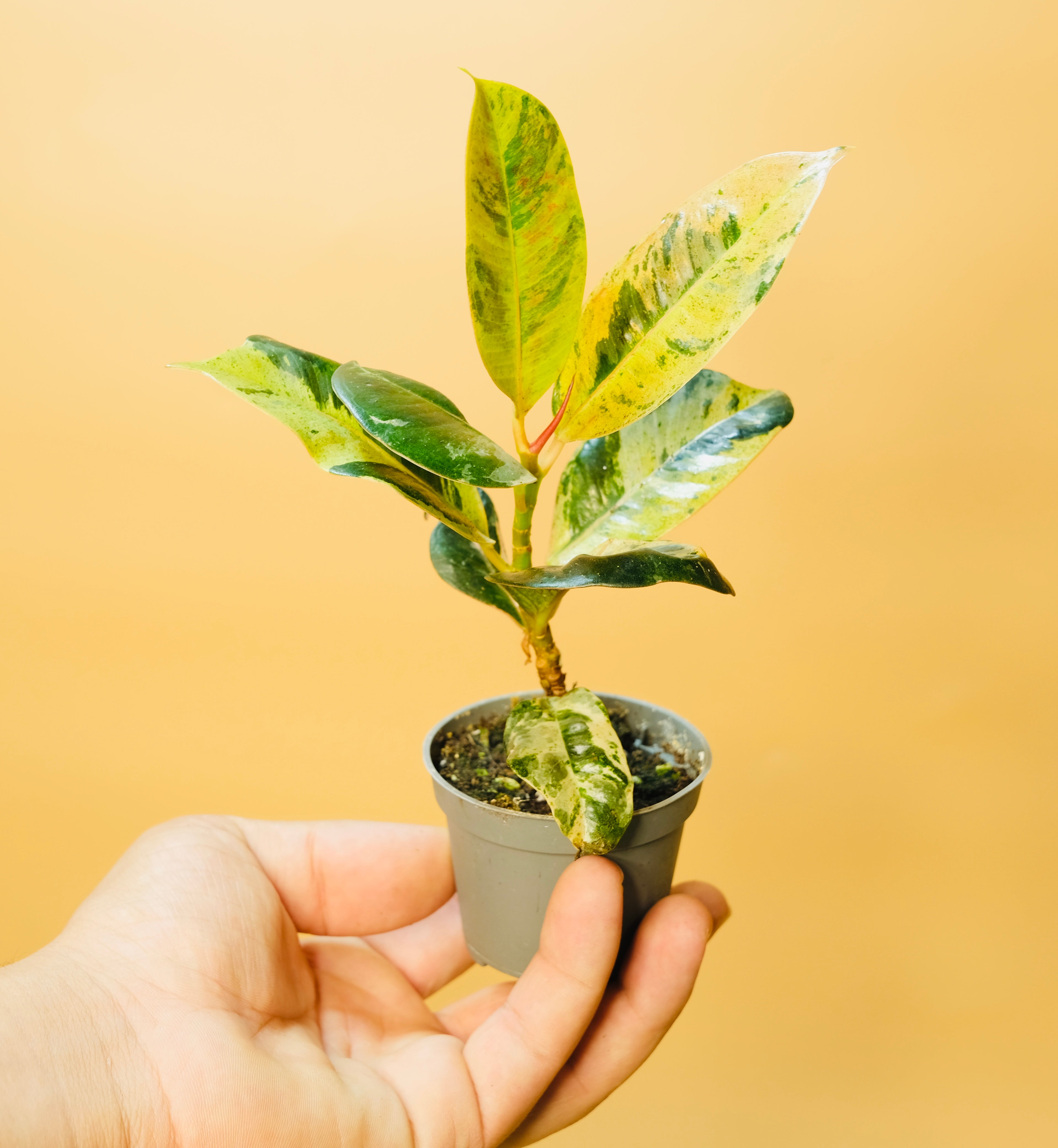 Ficus Elastica Schrijveriana