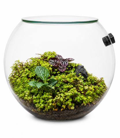 Peperomia Schumi Red Living Carpet Closed Terrarium – Natural Closed Ecosystem 40x35cm